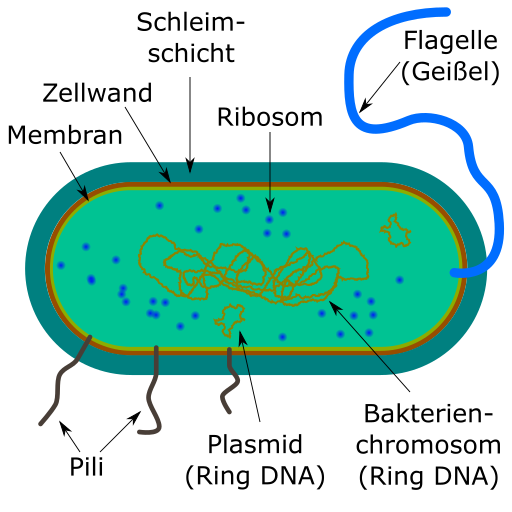 Bakterienaufbau