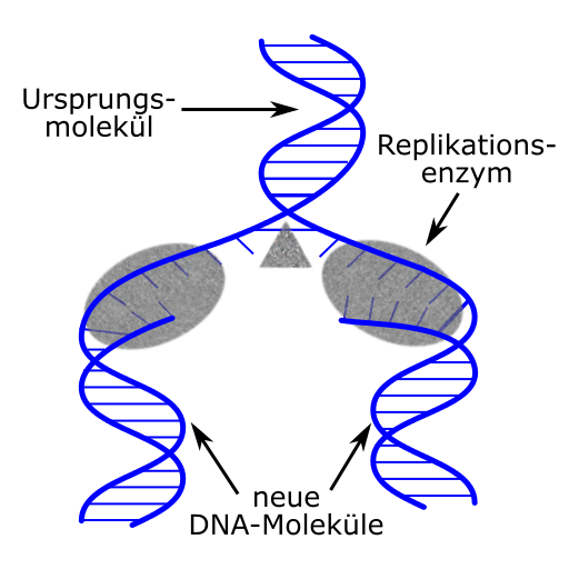 DNA Replikation
