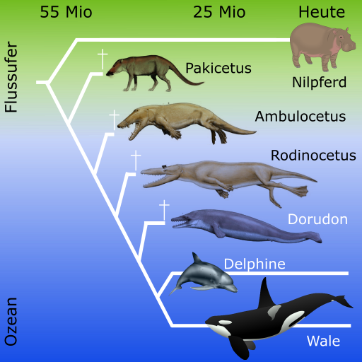 Evolution der Waale mit Zwischenformen