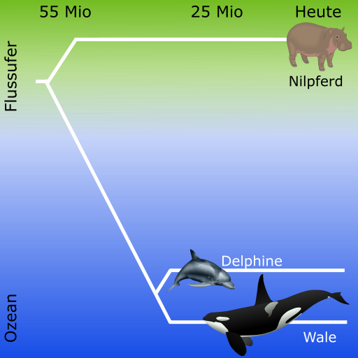 Evolution der Waale