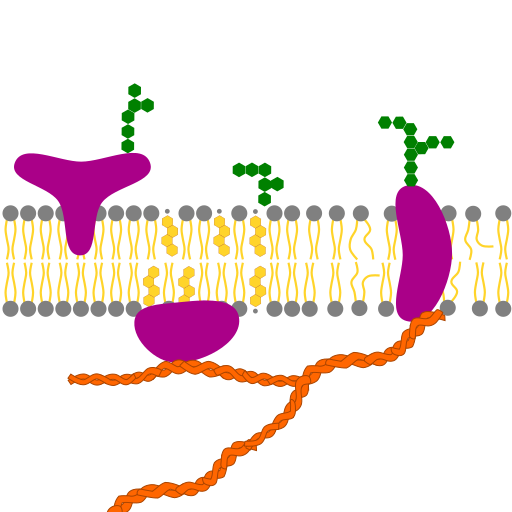 Membran Proteine
